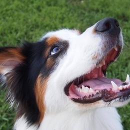 Australian Shepherds from Apple Hill Aussies