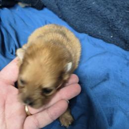 Girl 2 - Orange sable female Pomeranian puppy in Hazleton, Indiana from Hyneman's Haven Poms