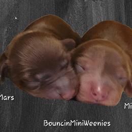 Mars - Chocolate male Dachshund puppy in New Caney, Texas from BouncinMiniWeenies