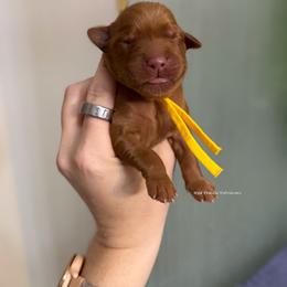 Yellow - Dark golden female Golden Retriever puppy in Gillete, Wyoming from Red Prairie Retrievers