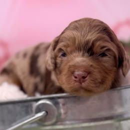 Elsa Peretti - Chocolate female Australian Labradoodle puppy in Brush Prairie, Washington from Fancy Pants Labradoodles