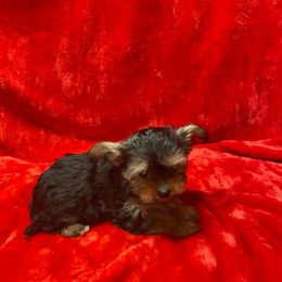 Miniature Schnauzers and Yorkshire Terriers from Hammer Ranch