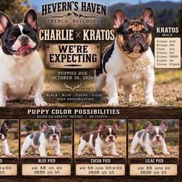 French Bulldog puppies from S-D Frenchies