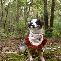 German Shorthaired Pointer, Miniature American Shepherd, Miniature Australian Shepherd, and Toy Australian Shepherd Puppies from Foxtail Hollow