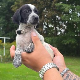 Grey collar male - Black and white male German Shorthaired Pointer puppy in New York from Bishop Kennels