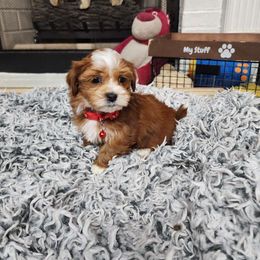 Aladdin - Red male Havanese puppy in Alabama from Havanese Cuban Cuties