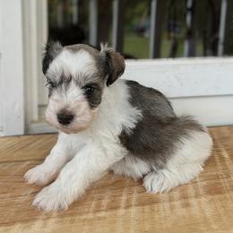Ta-Da - Parti male Miniature Schnauzer puppy in Oneida, Tennessee from Saving Grace