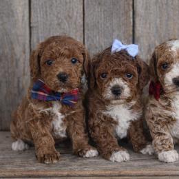 Cavapoos and Goldendoodles from Green Ranch Doodles