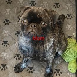 Anck Su Namun - Pug