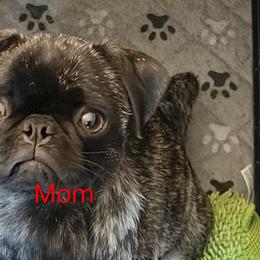 Anck Su Namun - Pug