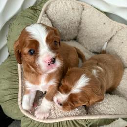 Rufus - Blenheim male Cavalier King Charles Spaniel puppy in Melbourne, Florida from Majestic Cavaliers of Melbourne FL