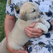 4 - Girl - Fawn female Anatolian Pyrenees puppy in Marysville, Ohio from Brotherton Family Farms