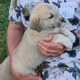 4 - Girl - Fawn female Anatolian Pyrenees puppy in Marysville, Ohio from Brotherton Family Farms