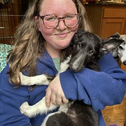 Silken Windhound Puppies from Luminous Silken Windhounds