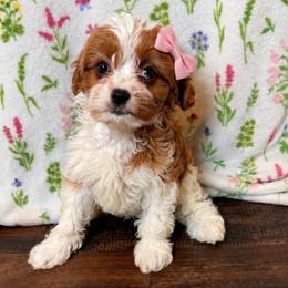 Princess - White female Cavapoo puppy in Sulphur Springs, Texas from Wright cavapoos