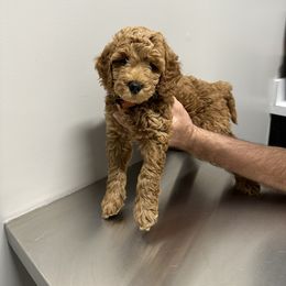 Goldendoodle Puppies from Doodle Paws Az