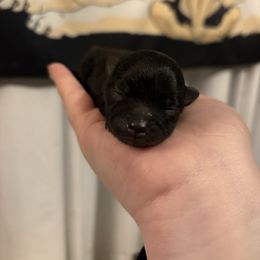 Zinnia - Wolf sable female Pomeranian puppy in Springfield, Missouri from Hope Mountain Pomeranians