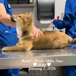 AIJIN (Lover) - Red male Shiba Inu puppy in Derby, Kansas from Heart’s Desire Shiba Inus