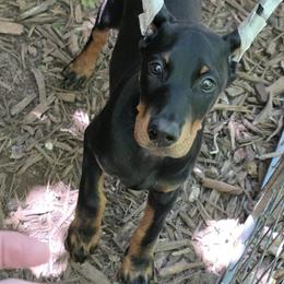 Max - Black and rust male Doberman Pinscher puppy in Vale, North Carolina from Von Katzenstein Kennel