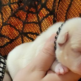 Bulldog and French Bulldog Puppies from Eclipse Bulldogs