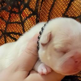 Bulldog and French Bulldog Puppies from Eclipse Bulldogs