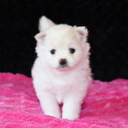 Pomeranian Puppies from Red Wagon Pomeranians