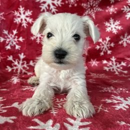 Comet Genetically Clear - White male Miniature Schnauzer puppy in Klingerstown, Pennsylvania from Clay Hill Kennels
