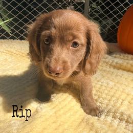 Rip - Chocolate male Dachshund puppy in Slaughterville, Oklahoma from BooneDox Miniature Dachshunds