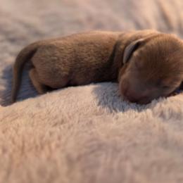 Isabella boy - Fawn (Isabella) male Dachshund puppy in West Plains, Missouri from Spring Creek Dachshunds