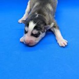 Pomsky Puppies from Our Pomsky Yard