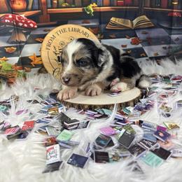 Haiku - Blue merle male Australian Shepherd puppy in Fredericksburg, Virginia from Cooper Ridge Aussies