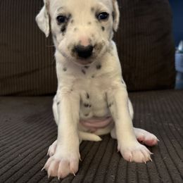 Winnie - White and black female Dalmatian puppy in Fort Cavasos, Texas from Mainstreet Dalmation