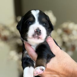 Greece - Tri-color female Bernedoodle puppy in Yuciapa, California from AlltheDoodlez_
