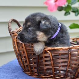 German Shepherd Puppies from Gems German Shepherd Dog Puppies