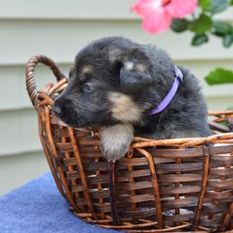 German Shepherd Puppies from Gems German Shepherd Dog Puppies