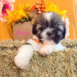 Ava - Liver female Shih Tzu puppy in Hemet, California from Aloha Shih Tzu