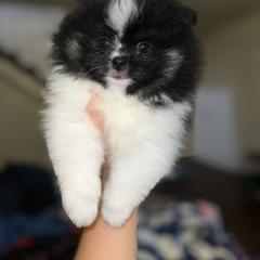 Chihuahua and Pomeranian Puppies from Pure hearts