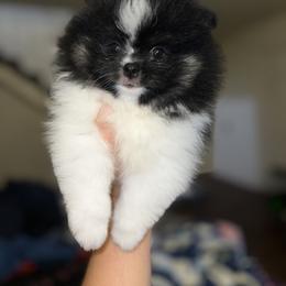 Chihuahua and Pomeranian Puppies from Pure hearts