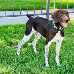 Sayge - German Shorthaired Pointer