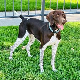 Sayge - German Shorthaired Pointer