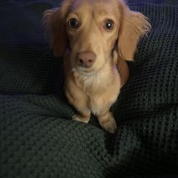Dachshund All Grown Up from Low Rider Ridge Mini Doxies