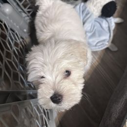 Miniature Schnauzer Puppies from Southern Charm Schnauzers