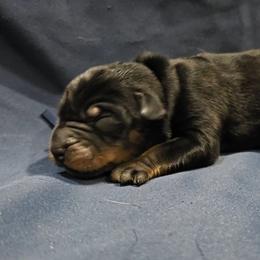 Enoki - Black and tan female Beauceron puppy in Margate, Florida from Soleil et Lune Beaucerons