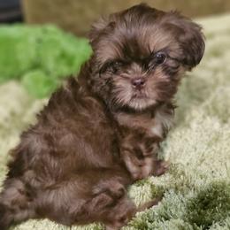 Akc Liver Dobie markings 1300 - Liver male Shih Tzu puppy in Dexter, Kentucky from Enchanting Shih tzu