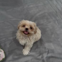 Pearlescent Oyster - White male Shih Tzu puppy in Cedar Hill, Texas from Puppy Paper House