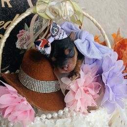 Queen Leah - Black and gold female Yorkshire Terrier puppy in Humble, Texas from Marnax Yorkshire Babies