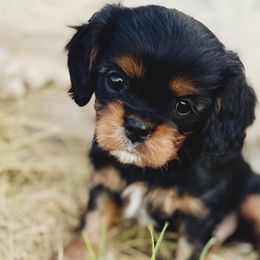 Snickers - Black and tan Cavalier King Charles Spaniel puppy in Tremonton, Utah from Sage Hill Cavaliers