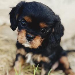 Snickers - Black and tan Cavalier King Charles Spaniel puppy in Tremonton, Utah from Sage Hill Cavaliers