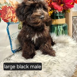 Miniature Schnauzer Puppies from J&L Floppy Eared Schnauzers