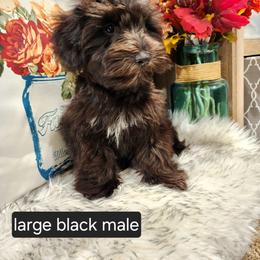 Miniature Schnauzer Puppies from J&L Floppy Eared Schnauzers